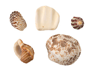 Seashells isolated transparent png © photohampster