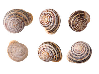 Snails isolated transparent png