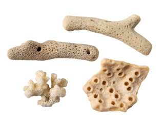 Corals isolated transparent png