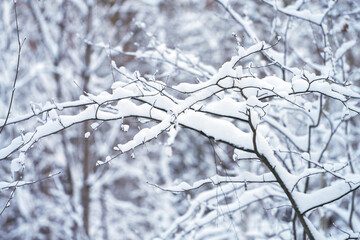 Snow-covered forest. Tree branches under a layer of snow. Selective focus.