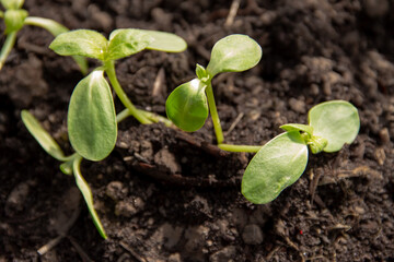 a young sprout of a garden plant in early spring
