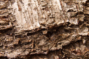natural background made of old birch bark texture