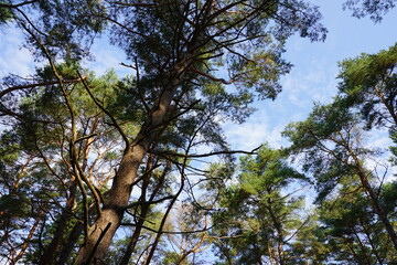 Looking up to the top of spruce branches towards the blue sky in the summertime. Pirita, Tallinn, Estonia. August 2022