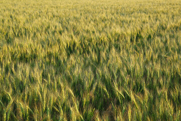 Beautiful agricultural field with ripening wheat crop