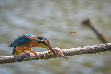 kingfisher on branch