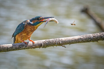 Wasp and kingfisher