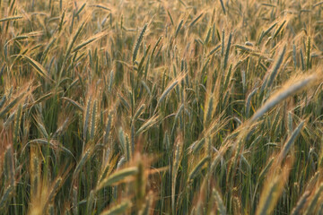 Beautiful agricultural field with ripening wheat crop