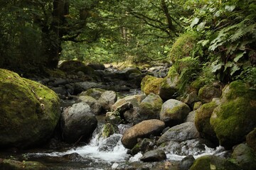 Naklejka premium Picturesque view of mountain stream, stones and green plants in forest