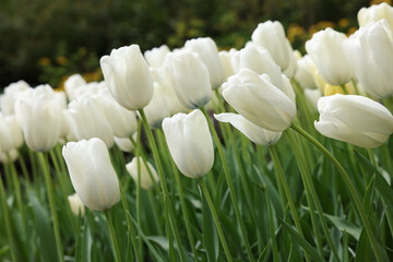 Many beautiful white tulip flowers growing outdoors, closeup. Spring season