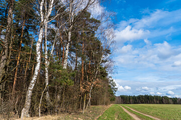 A dirt road runs along an agricultural field and forest.  Beautiful autumn landscape in nature. Poor road quality for logistics and cargo transportation.