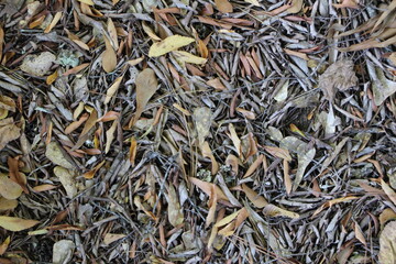 Wood and naturel patterns