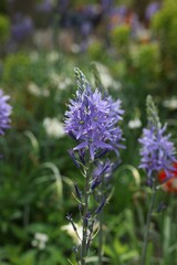 Beautiful Camassia growing outdoors, closeup. Spring season