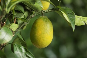 Closeup view of lemon tree with ripe fruit outdoors