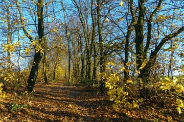 Fototapeta premium A dirt road runs along an agricultural field and forest. Beautiful autumn landscape in nature. Poor road quality for logistics and cargo transportation.