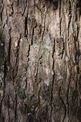 Wood and naturel patterns