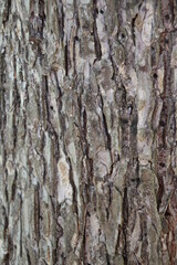 Fototapeta premium Wood and naturel patterns