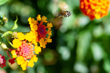 bee on flower