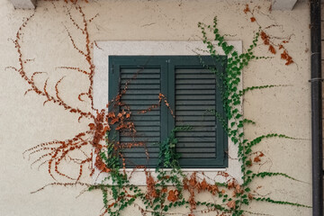 the old wooden shutters on the dark green windows on which the vine grows are locked. Old window flaps. Ancient architecture.