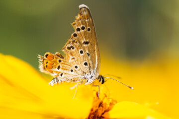 butterfly on a flower
