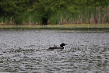 Autumn Scenery in Northern Minnesota 