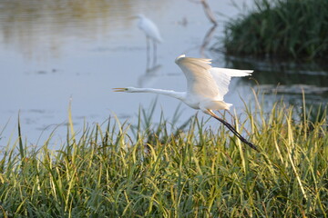 Envol grande aigrette blanche 