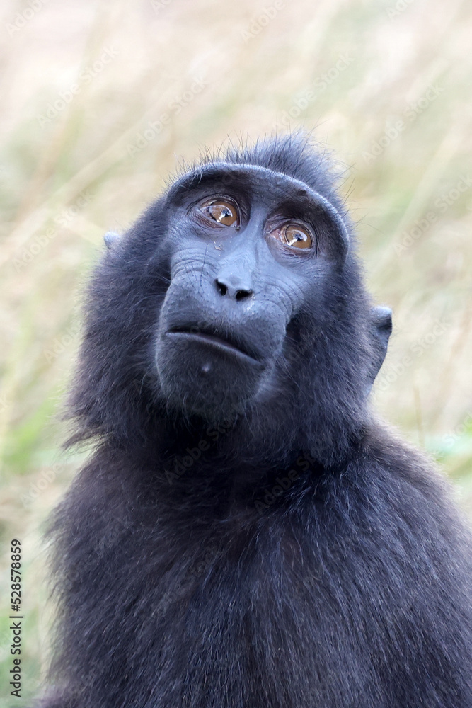 Poster close up shot of a crested macaque, macaca nigra