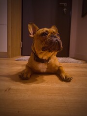 Buldog francuski (french bulldog) - obrazy, fototapety, plakaty