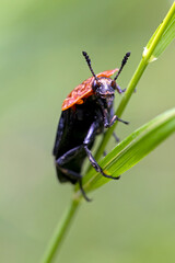 red-breasted carrion beetle (Oiceoptoma thoracicum)