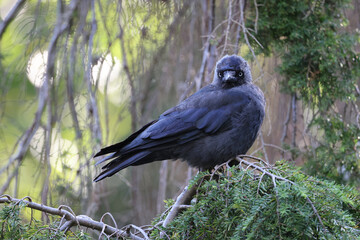 The western jackdaw, Coloeus monedula, also known as the Eurasian jackdaw, the European jackdaw, or simply the jackdaw
