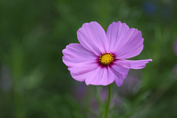 Close-up view of beautiful purple flower