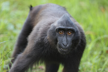 Close up shot of a crested macaque, Macaca Nigra