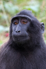 Close up shot of a crested macaque, Macaca Nigra - 528578860
