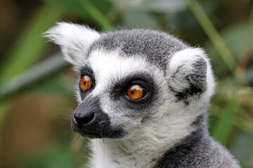 Ring-tailed monkey, lemur catta, portrait