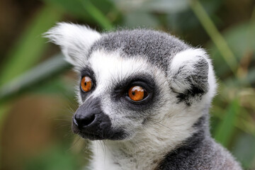 Fototapeta na wymiar Ring-tailed monkey, lemur catta, portrait