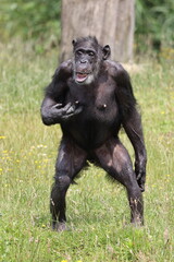 Portrait of a walking chimpanzee, in natural habitat. Pan troglodytes, at wild nature