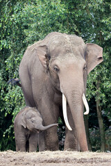 Father and baby elephant, Elephas maximus. in lush greenery