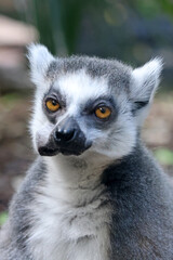 Ring-tailed monkey, lemur catta, portrait