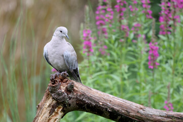 The Eurasian collared dove, Streptopelia decaocto