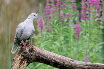 The Eurasian collared dove, Streptopelia decaocto