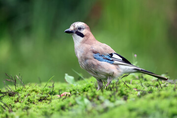 Closeup of Eurasian jay, Garrulus glandarius