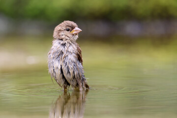 Closeup of Sparrow in the water, Passer domesticus