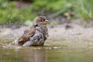Closeup of Sparrow in the water, Passer domesticus