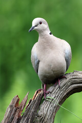 The Eurasian collared dove, Streptopelia decaocto