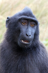 Close up shot of a crested macaque, Macaca Nigra