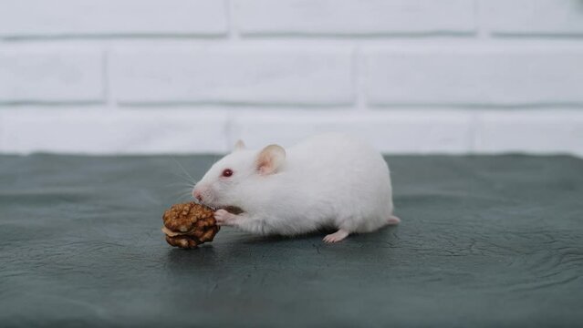 White hamster gnaws walnuts.