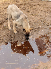 A street dog drinks water from a puddle. Autumn day, abandoned pets
