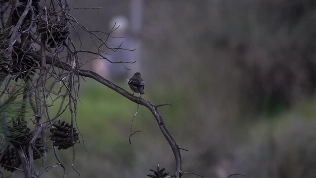 Bunting on branch, Close up 
Slow motion shot from Jerusalem, 2021
