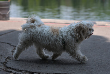 White dog with brown spot walking carefree