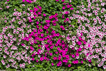 Multi-colored petunia. Bright floral background. A hedge of Petunia flowers. Decorative garden in summer