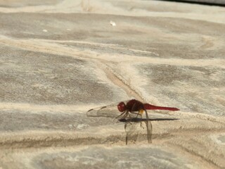 dragonfly on the wall